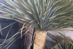 IMG-20240409-WA0003_WM