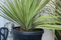 IMG-20240409-WA0010_WM