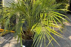 IMG-20240409-WA0013_WM