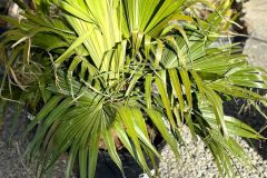 IMG-20240409-WA0017_WM
