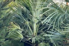 IMG-20240409-WA0023_WM