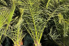 IMG-20240409-WA0027_WM