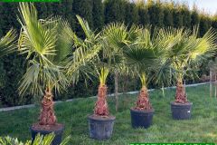 IMG-20240409-WA0028_WM