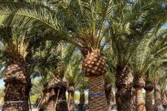 IMG-20240514-WA0020_WM