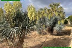 IMG-20240514-WA0042_WM