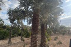 IMG-20240514-WA0046_WM
