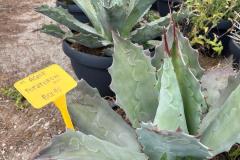 IMG-20240514-WA0051_WM