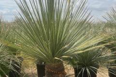 IMG-20240514-WA0055_WM