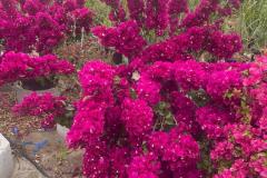 IMG-20240514-WA0062_WM