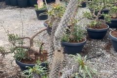 IMG-20240514-WA0064_WM