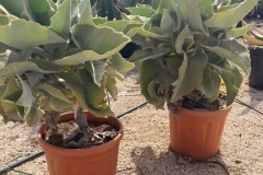 IMG-20240514-WA0080_WM