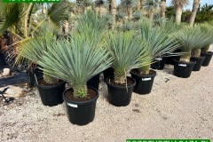 IMG-20240514-WA0088_WM