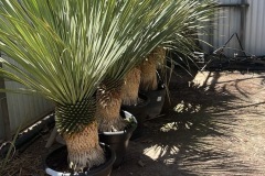 IMG-20240514-WA0095_WM
