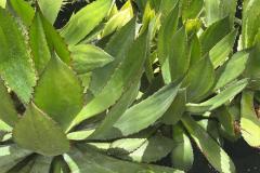IMG-20240514-WA0099_WM
