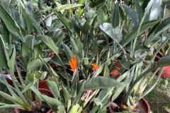 IMG-20240514-WA0104_WM