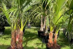 IMG-20240514-WA0105_WM