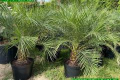 IMG-20240514-WA0106_WM