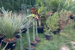 IMG-20240514-WA0107_WM