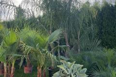 IMG-20240514-WA0108_WM