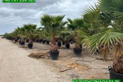 IMG-20240514-WA0109_WM