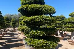 IMG-20240514-WA0111_WM