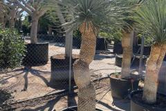 IMG-20240514-WA0118_WM