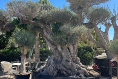 IMG-20240514-WA0119_WM