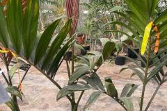 IMG-20240514-WA0130_WM