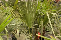 IMG-20240515-WA0006_WM