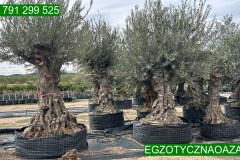 IMG-20240607-WA0000_WM