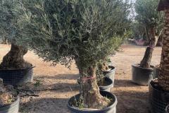 IMG-20240607-WA0017_WM