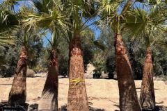 IMG-20240607-WA0035_WM