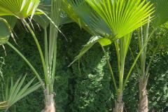 IMG-20240607-WA0040_WM