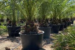 IMG-20240607-WA0043_WM