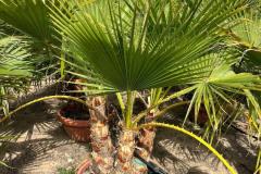 IMG-20240607-WA0045_WM