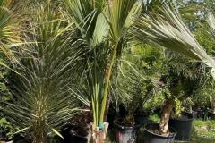 IMG-20240607-WA0048_WM