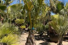 IMG-20240607-WA0050_WM