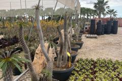 IMG-20240607-WA0052_WM