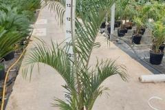 IMG-20240607-WA0053_WM