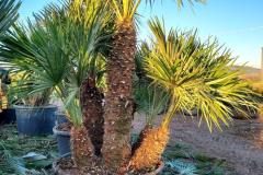 IMG-20240607-WA0055_WM