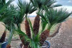 IMG-20240607-WA0058_WM