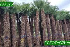 IMG-20240607-WA0059_WM