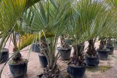 IMG-20240607-WA0061_WM
