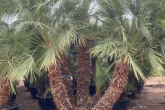 IMG-20240607-WA0062_WM