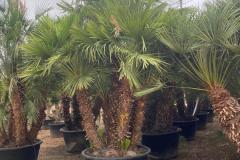 IMG-20240607-WA0063_WM