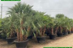 IMG-20240607-WA0064_WM