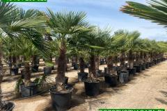 IMG-20240607-WA0066_WM