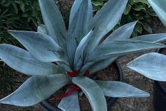 IMG-20240608-WA0002_WM