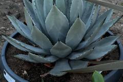 IMG-20240608-WA0005_WM