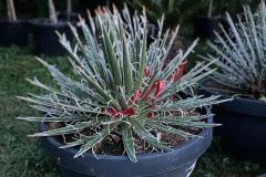 IMG-20240608-WA0006_WM